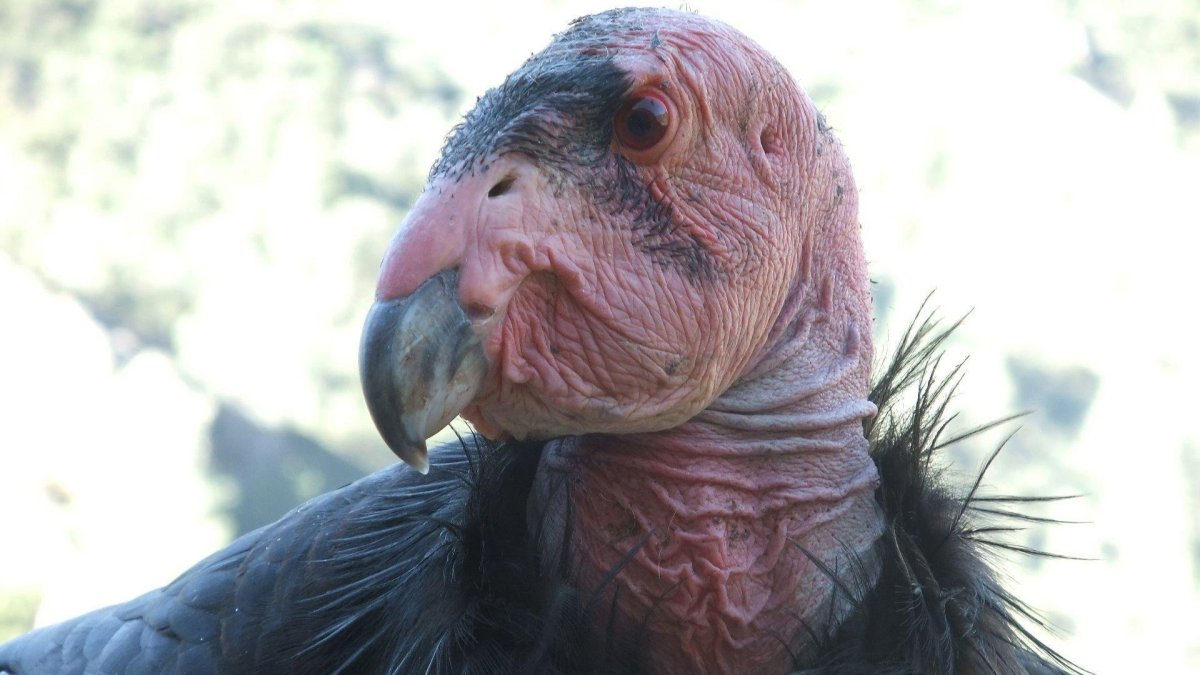 Калифорнийский Кондор и человек