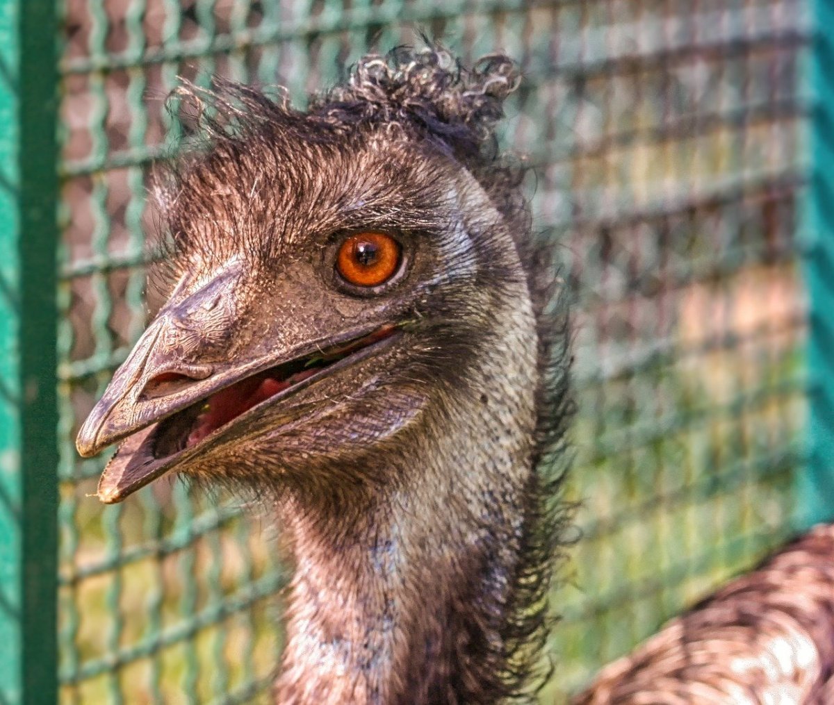 Птицы с необычной внешностью