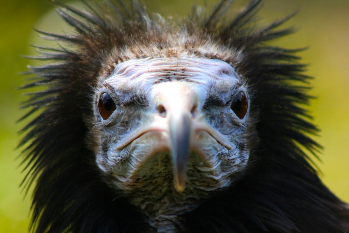 Аист Марабу страшная птица