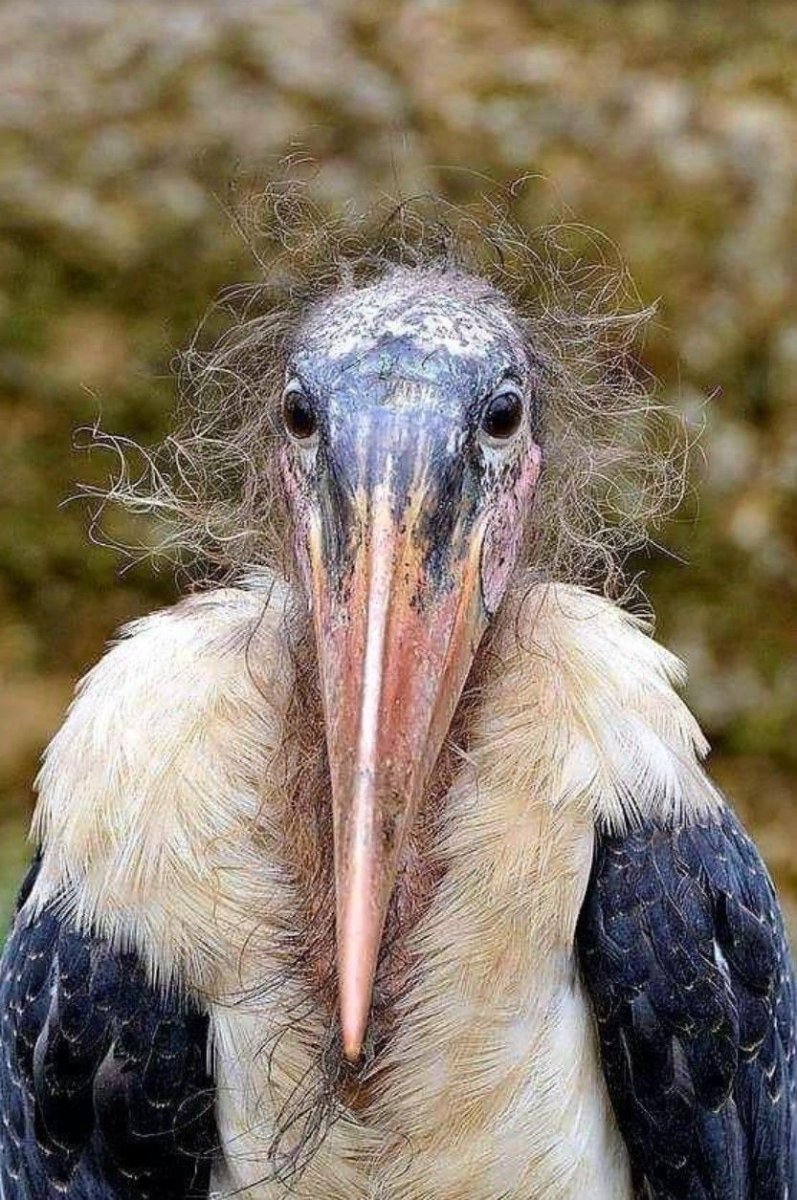 Shoebill Stork