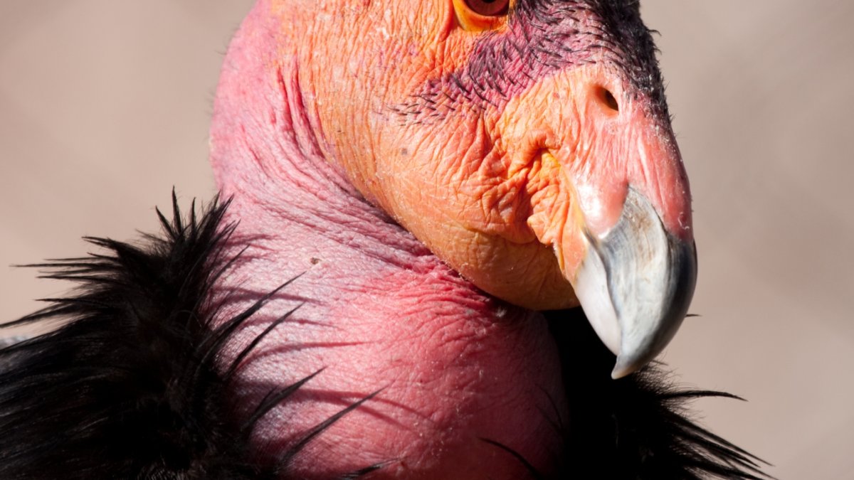 Нильский китоглав