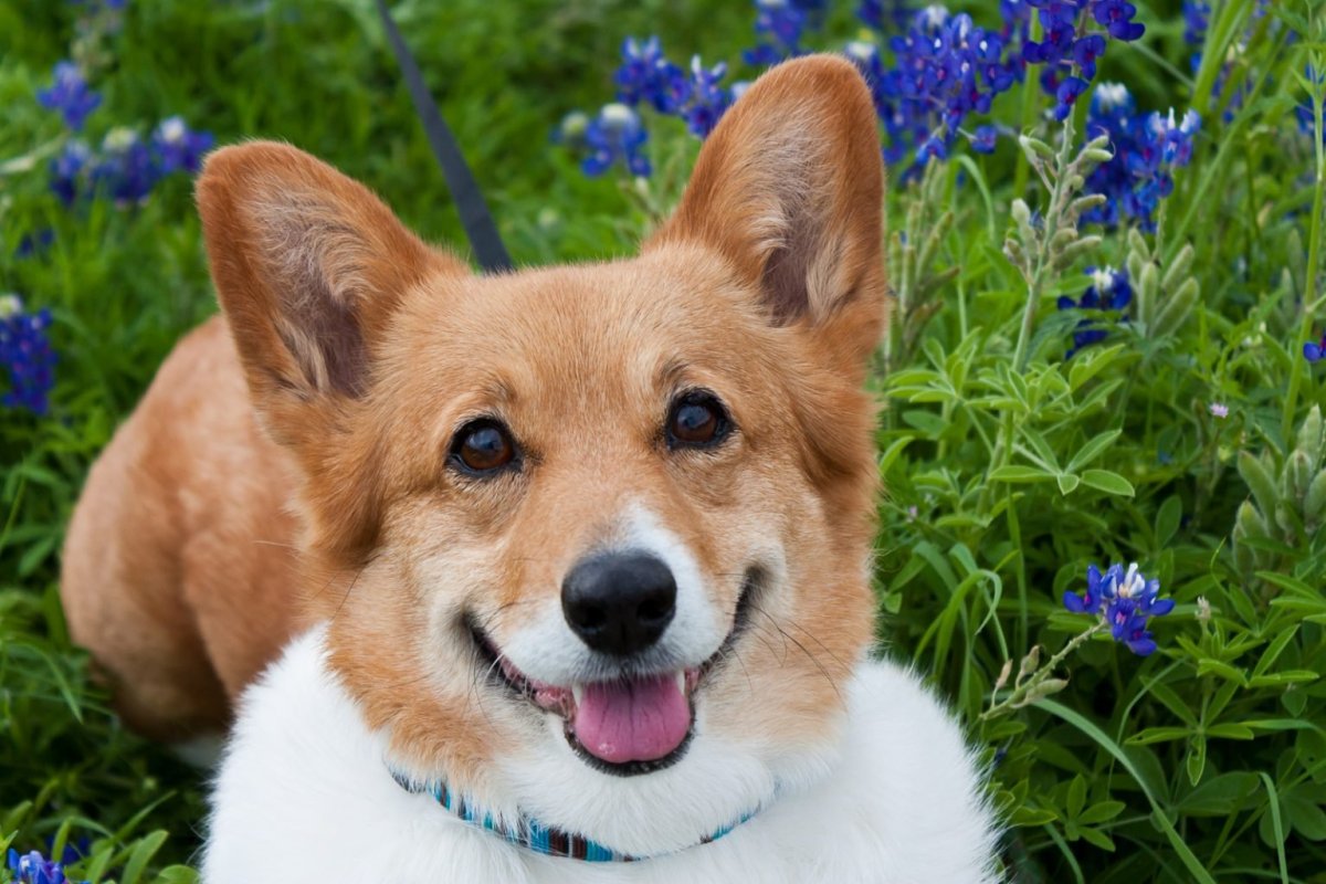 Корги Милаш