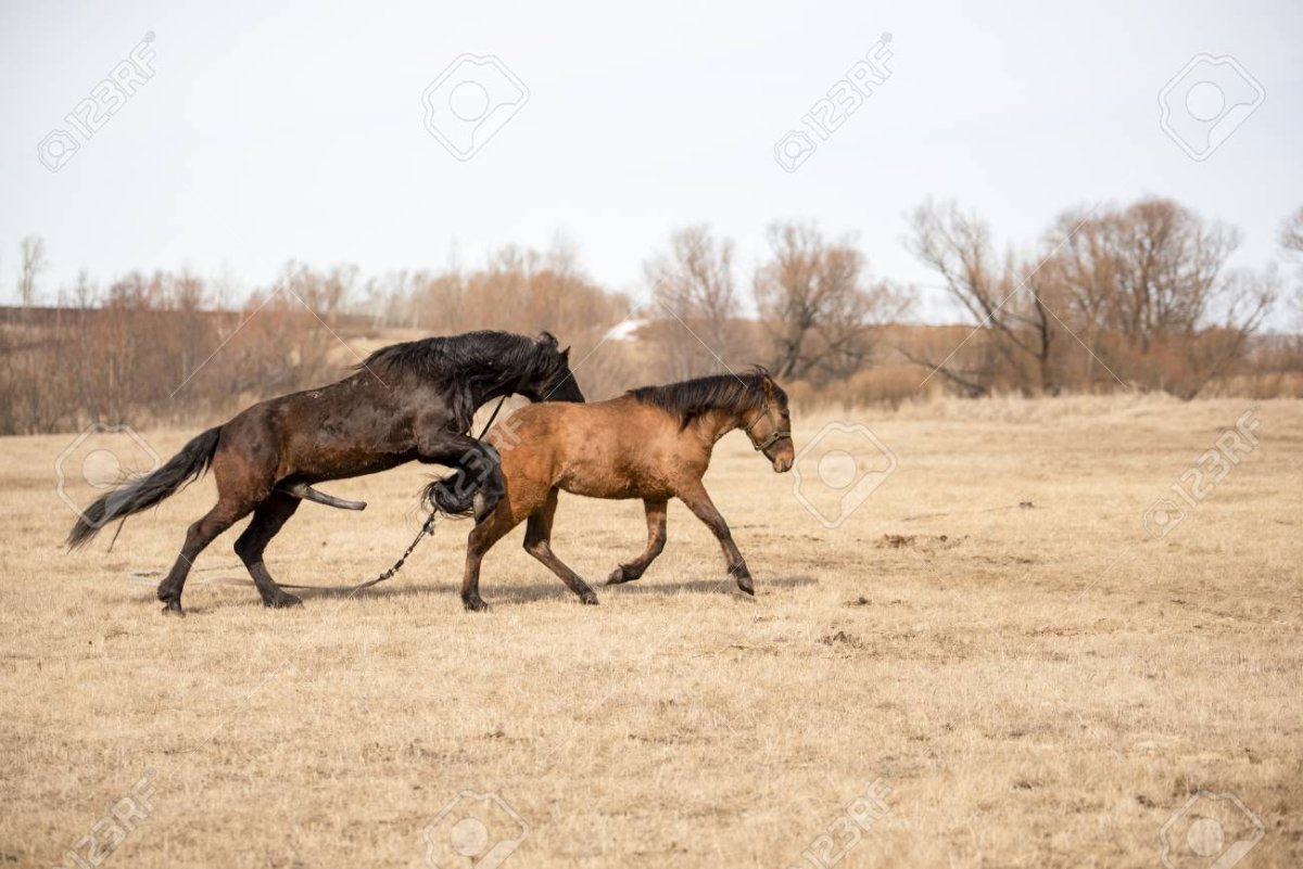 Лошадь с жеребенком