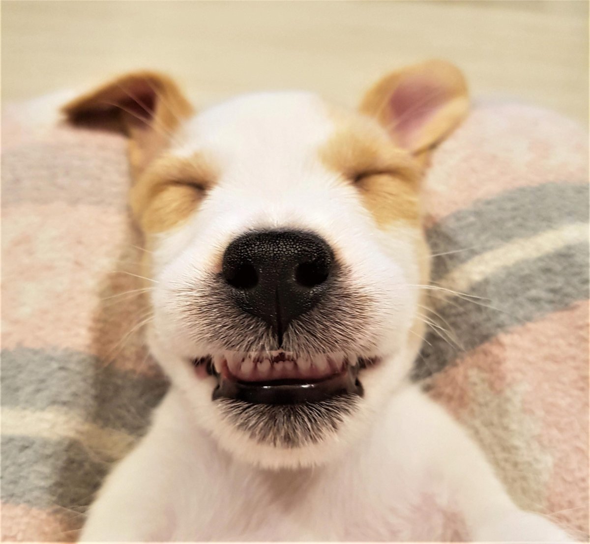 Корги щенок смешной