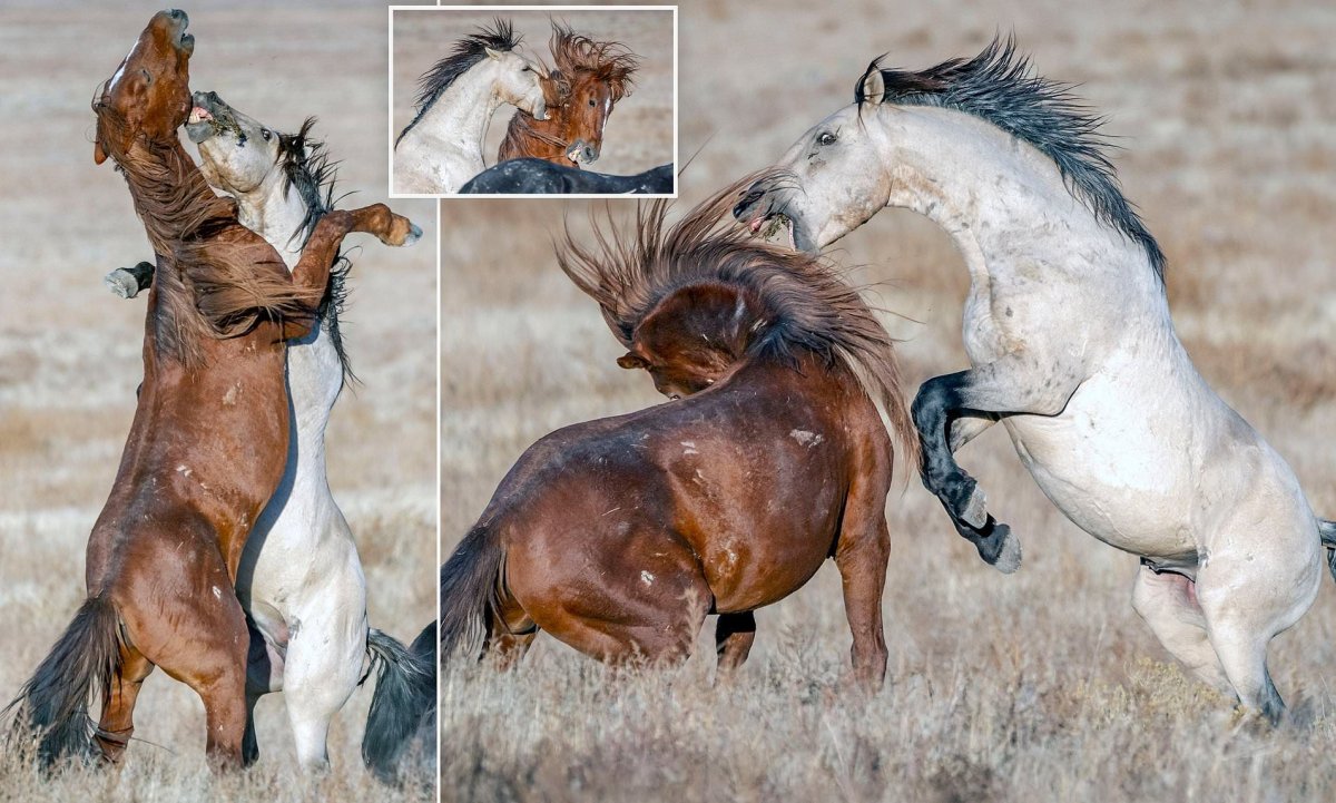 Лошади дерутся