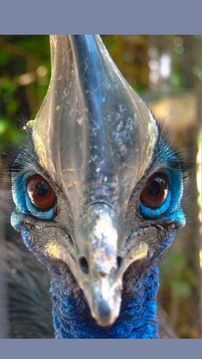 Исполинский козодой