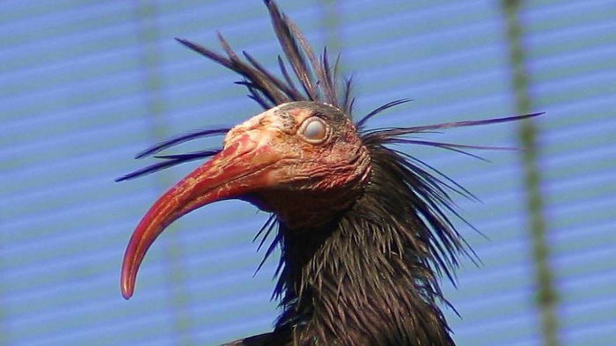 Будапештские короткоклювые голуби