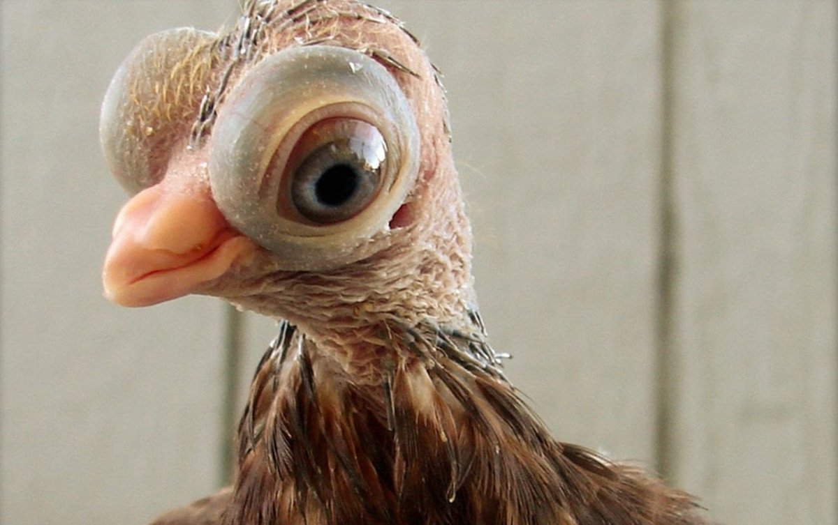 Орёл-ягнятник Бородач