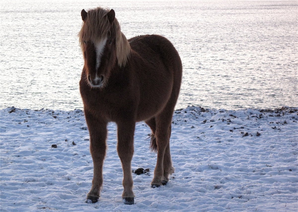Фотосессия с лошадью в воде