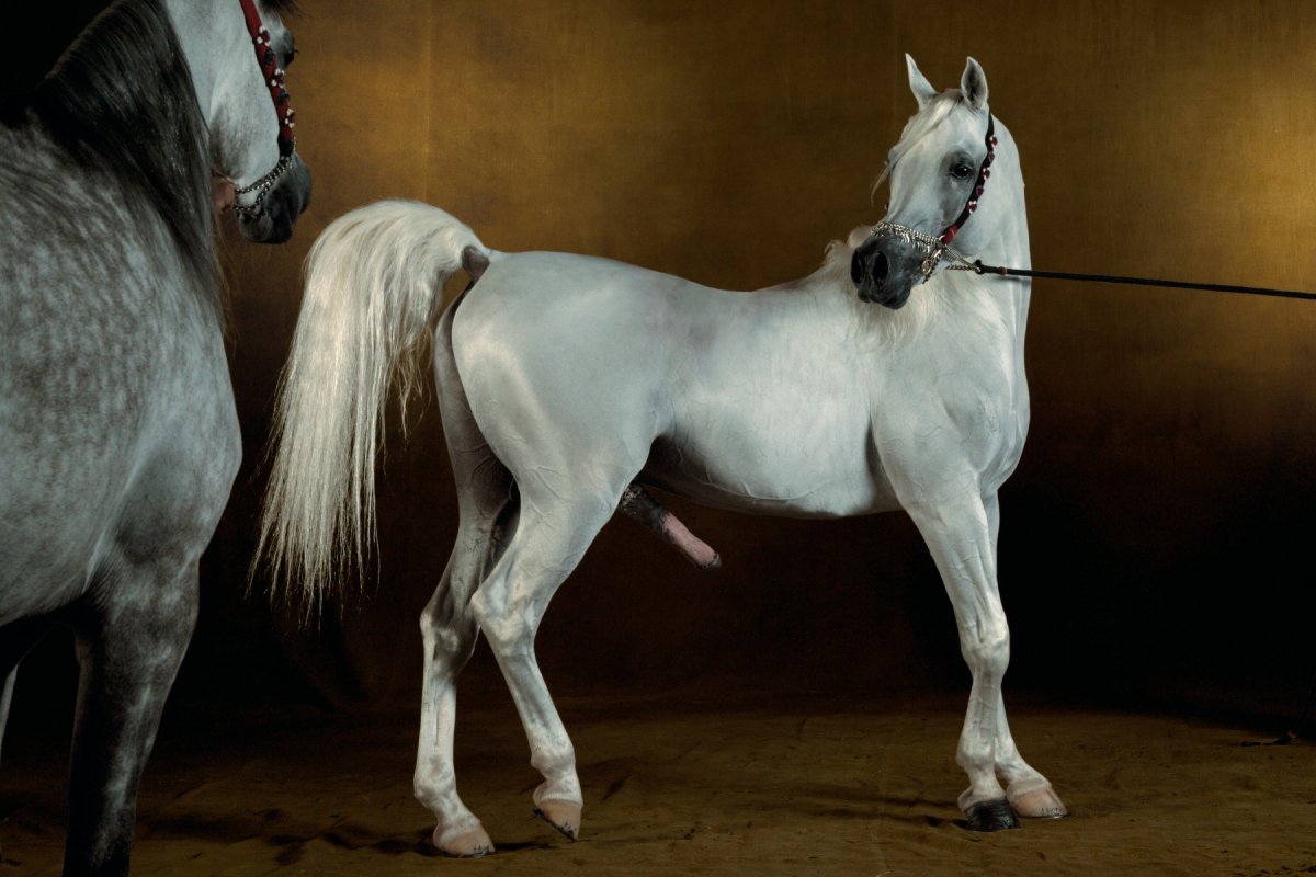 Гомосексуализм у лошадей