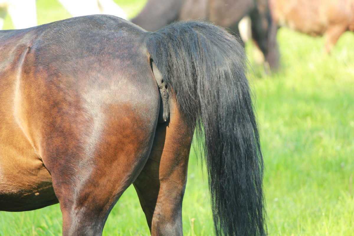 Естественное осеменение лошадей