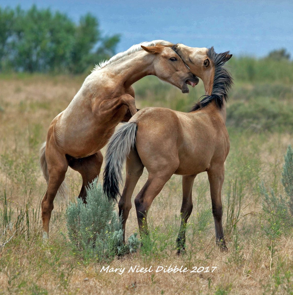 Гольштейн лошадь