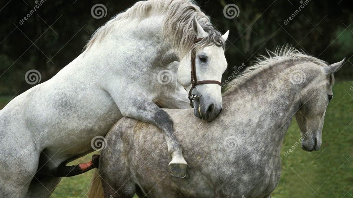 Оливьеро Тоскани Бенеттон