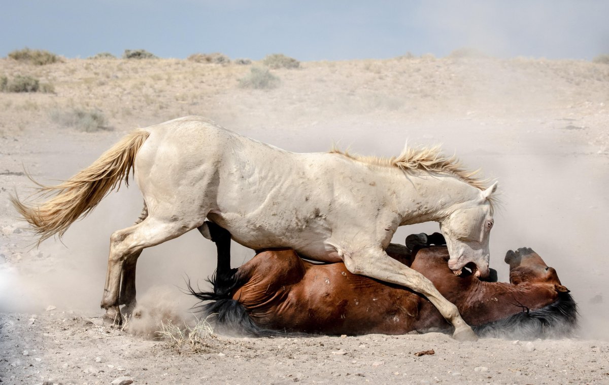 Гомо лошадь