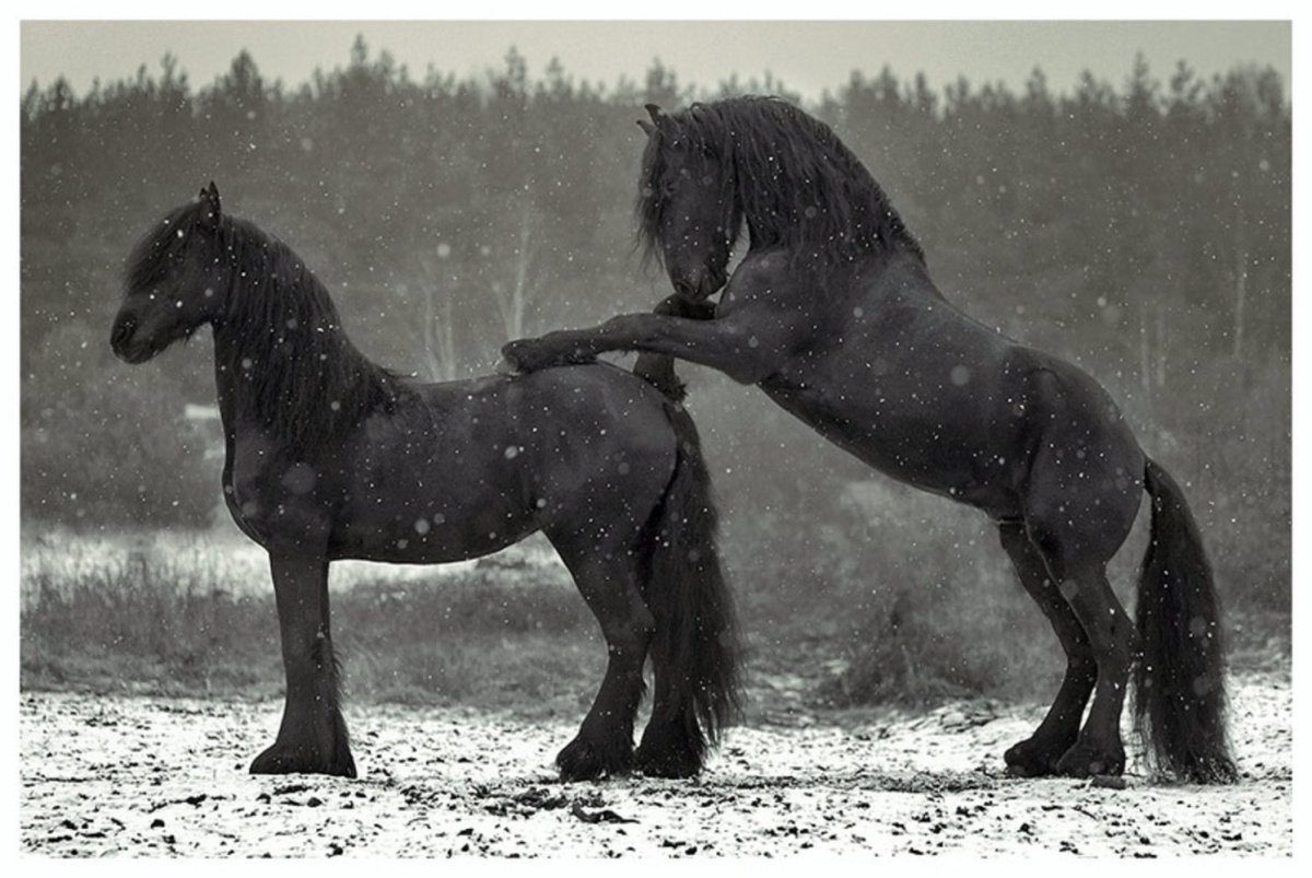 Спаривание лошадей