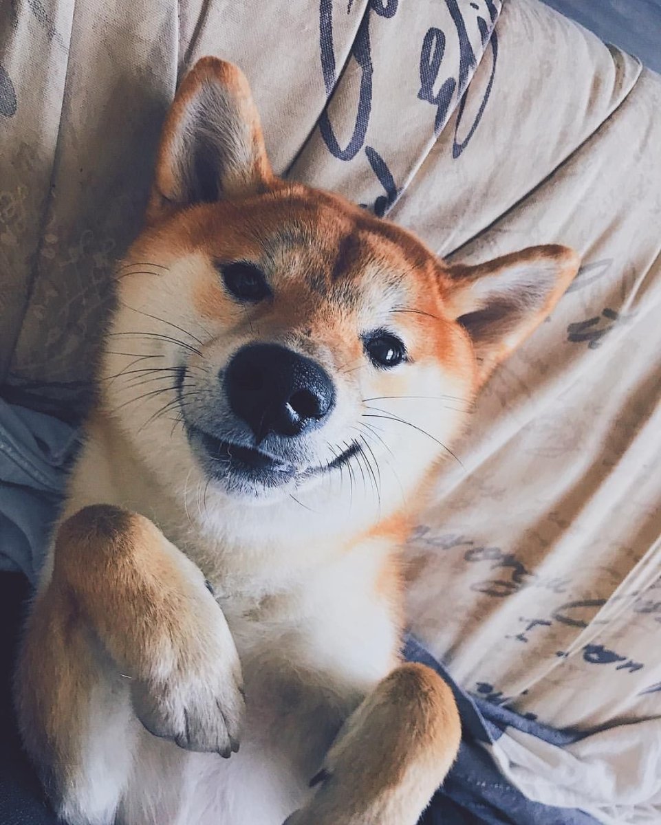 Собака улыбака корги