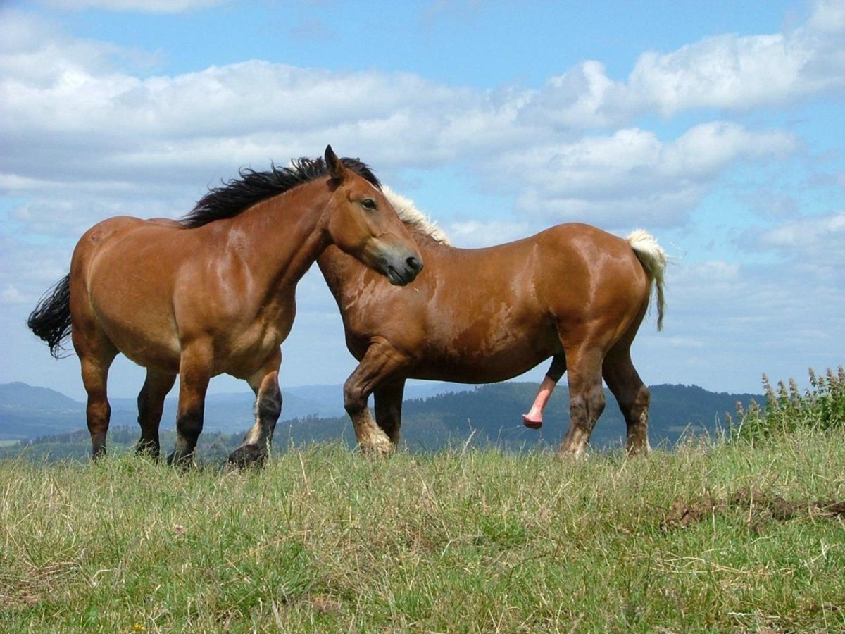 Дикие лошади спариваются