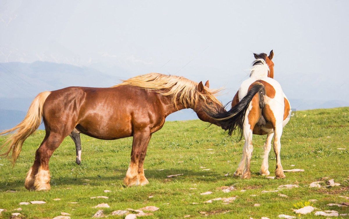 Лошадь и женщина спаривается