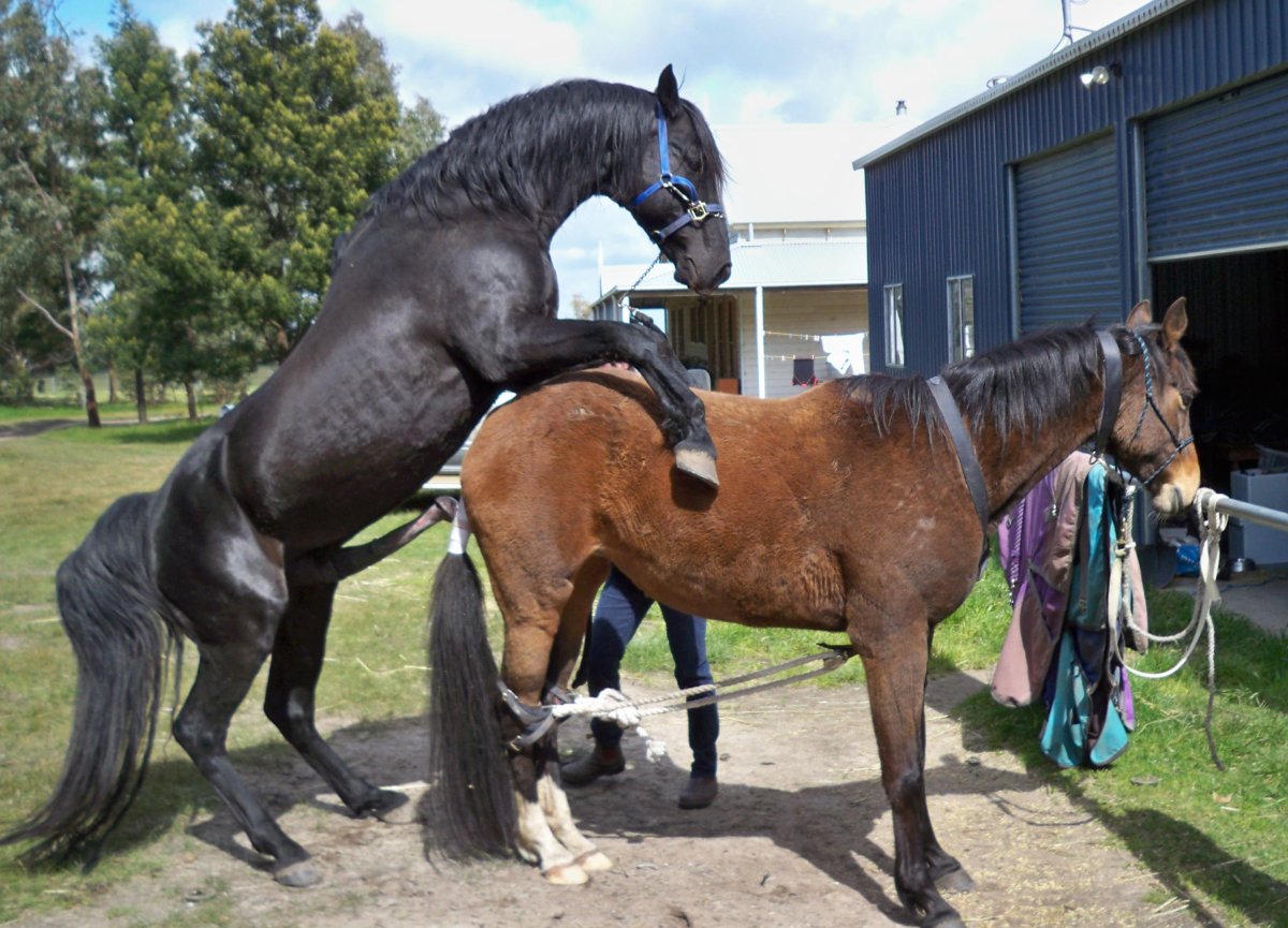 Жеребец с большим