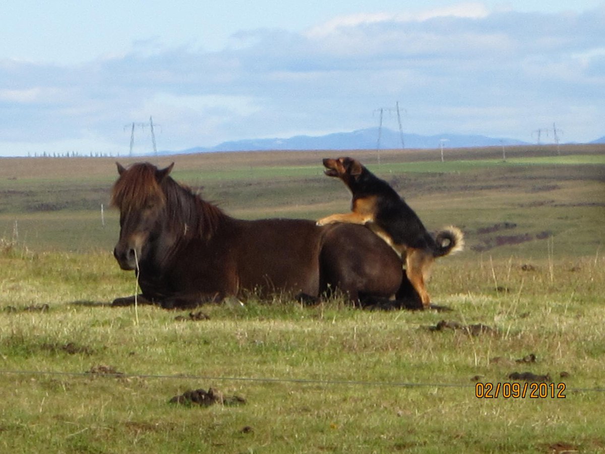 Лошади совокупляются