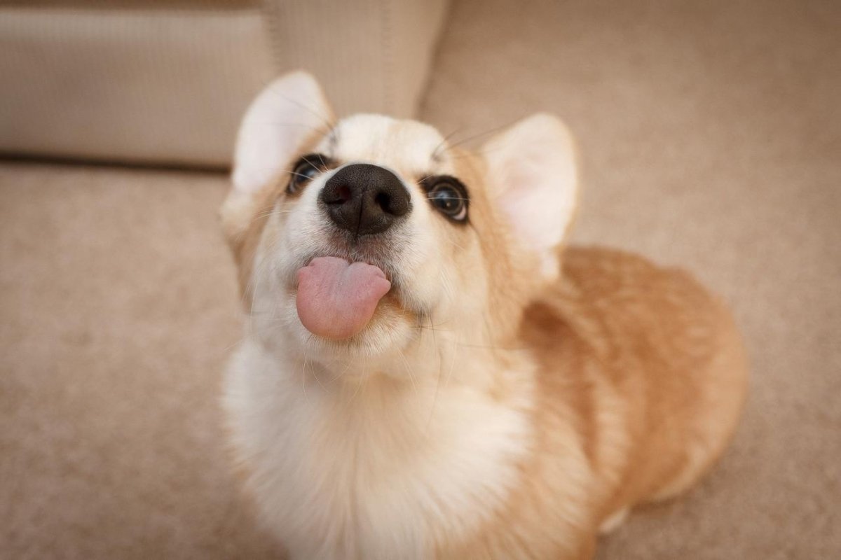 Веселый щенок