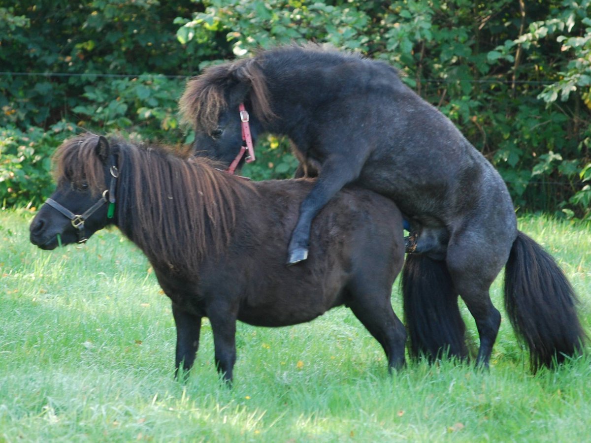 Лошади спариваются