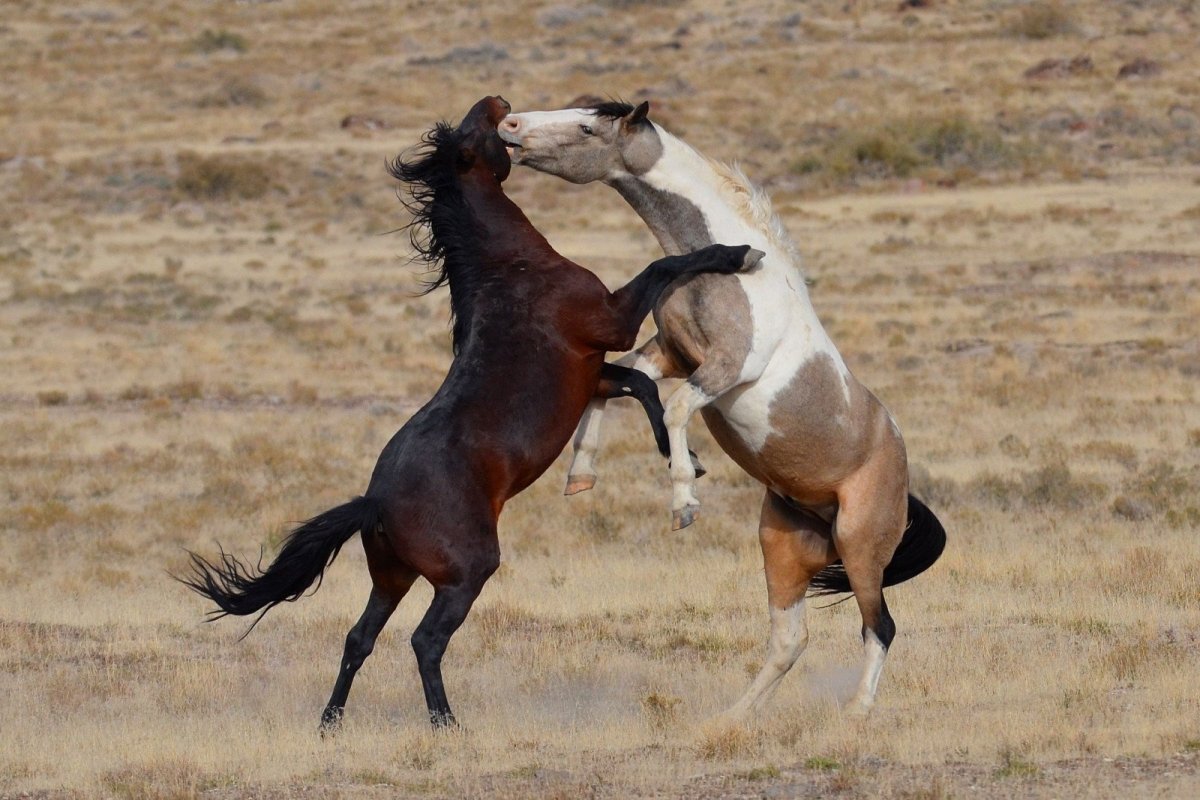 Беременная лошадь