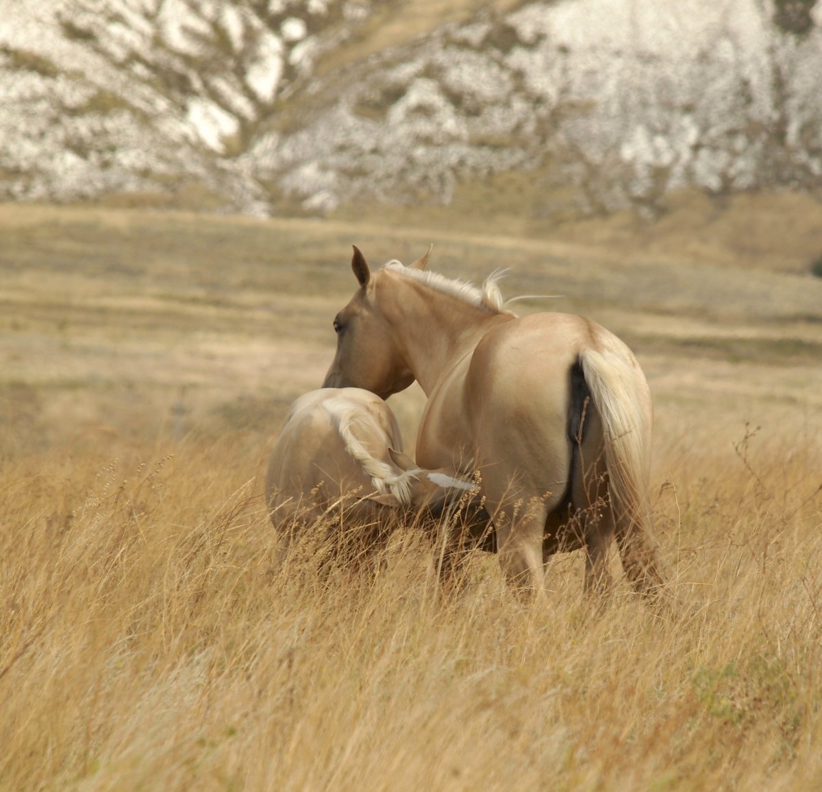Дикие лошади спариваются