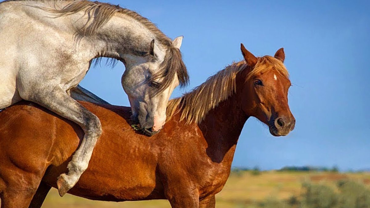 Лошадь задрала хвост