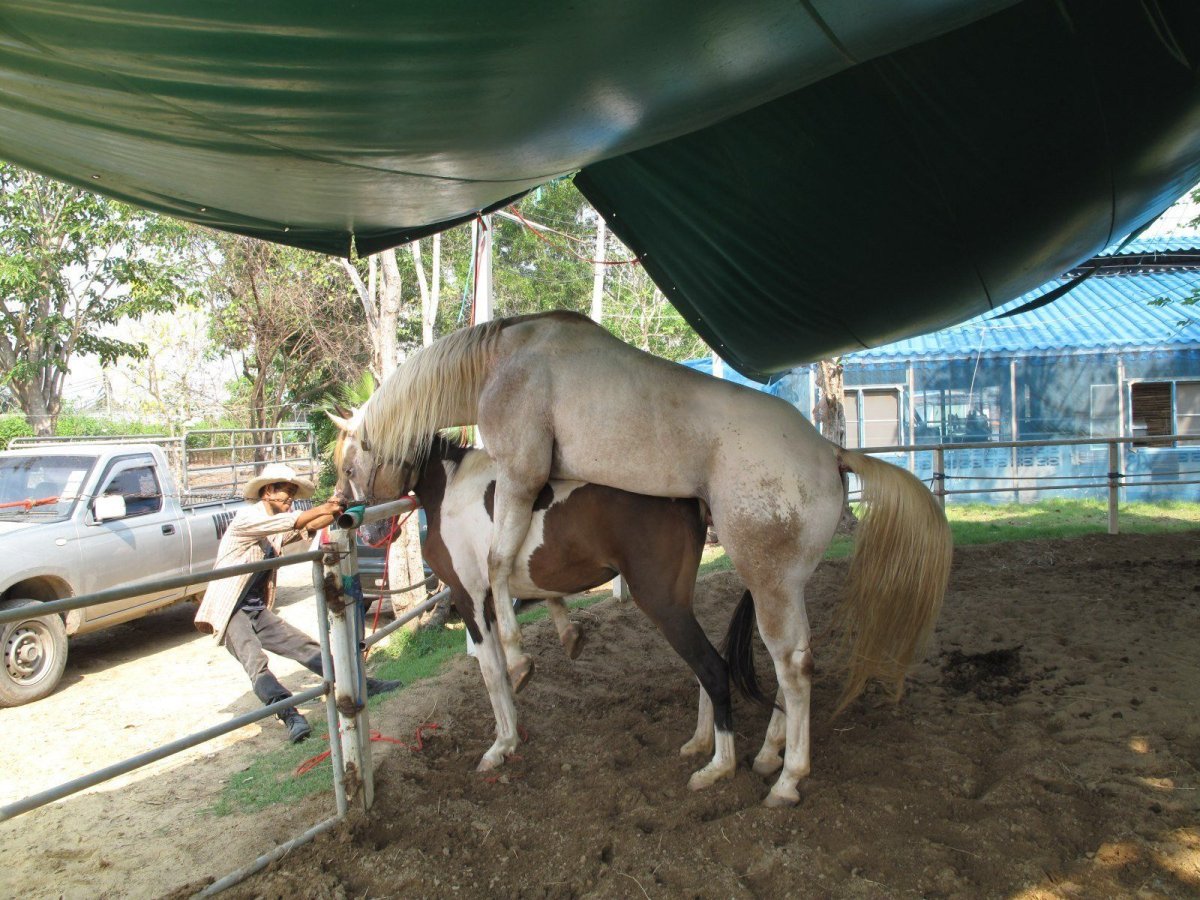 Близость лошадей