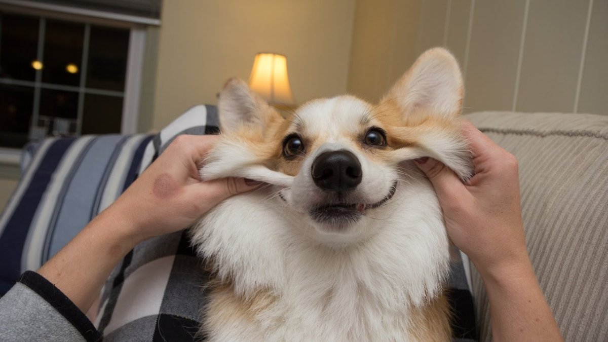 Корги Эстетика