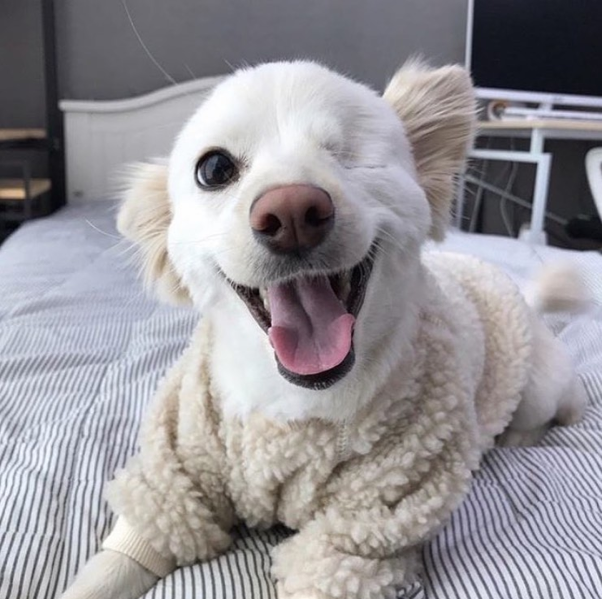 Маленький лабрадор порода