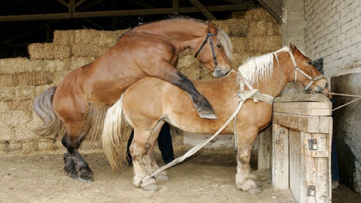 Северные лошади жеребята