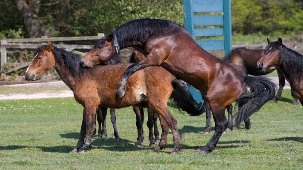 Лошадь жеребец