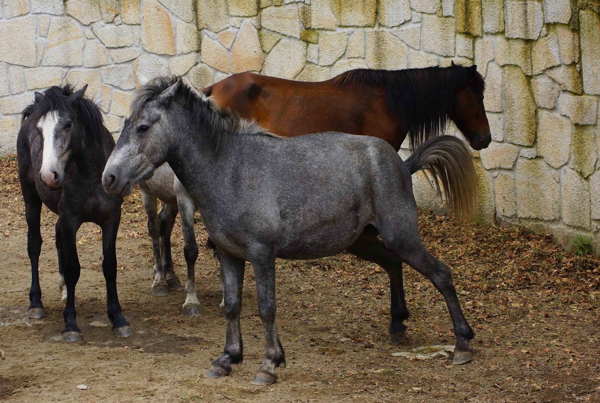 Драка диких лошадей
