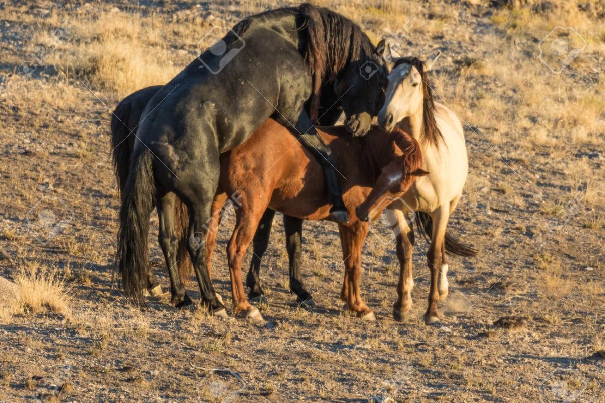 Искусственное осеменение лошадей