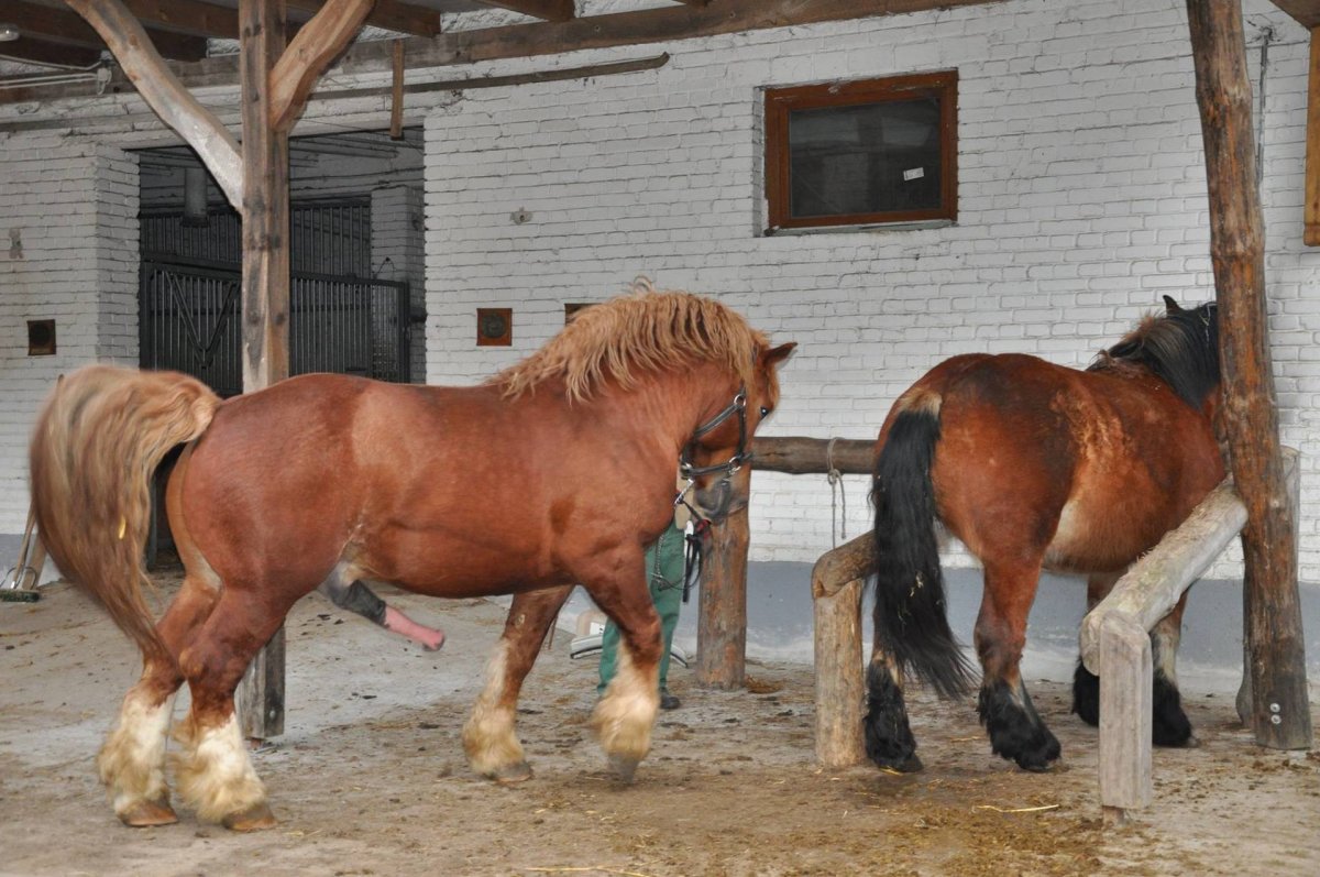 Спаривание-лошадей и карува