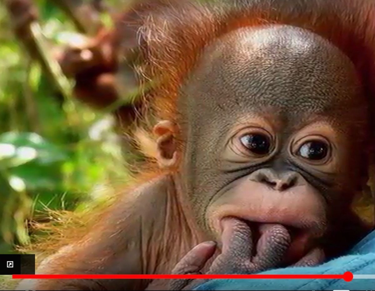 Забавные обезьяны