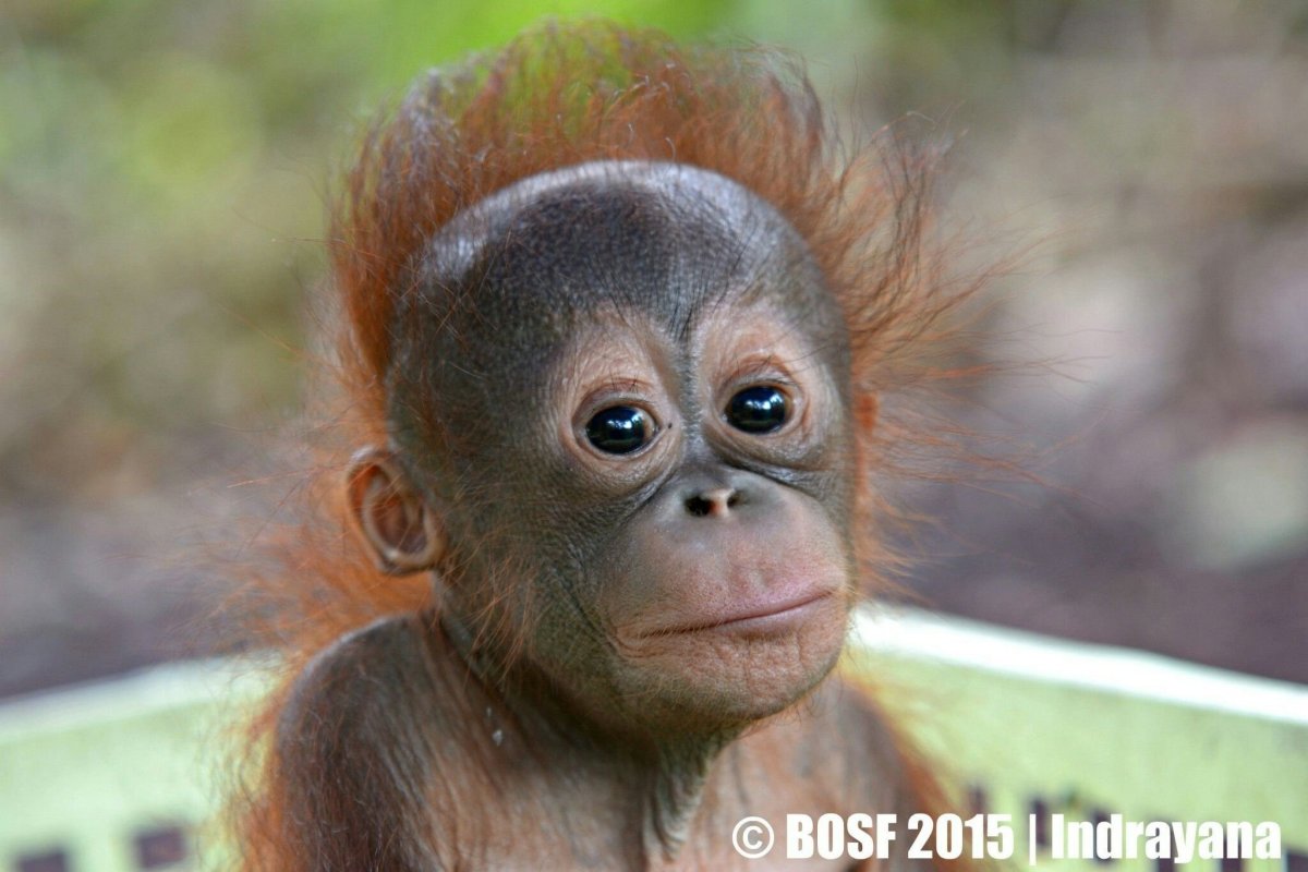 Маленькая лысая обезьянка