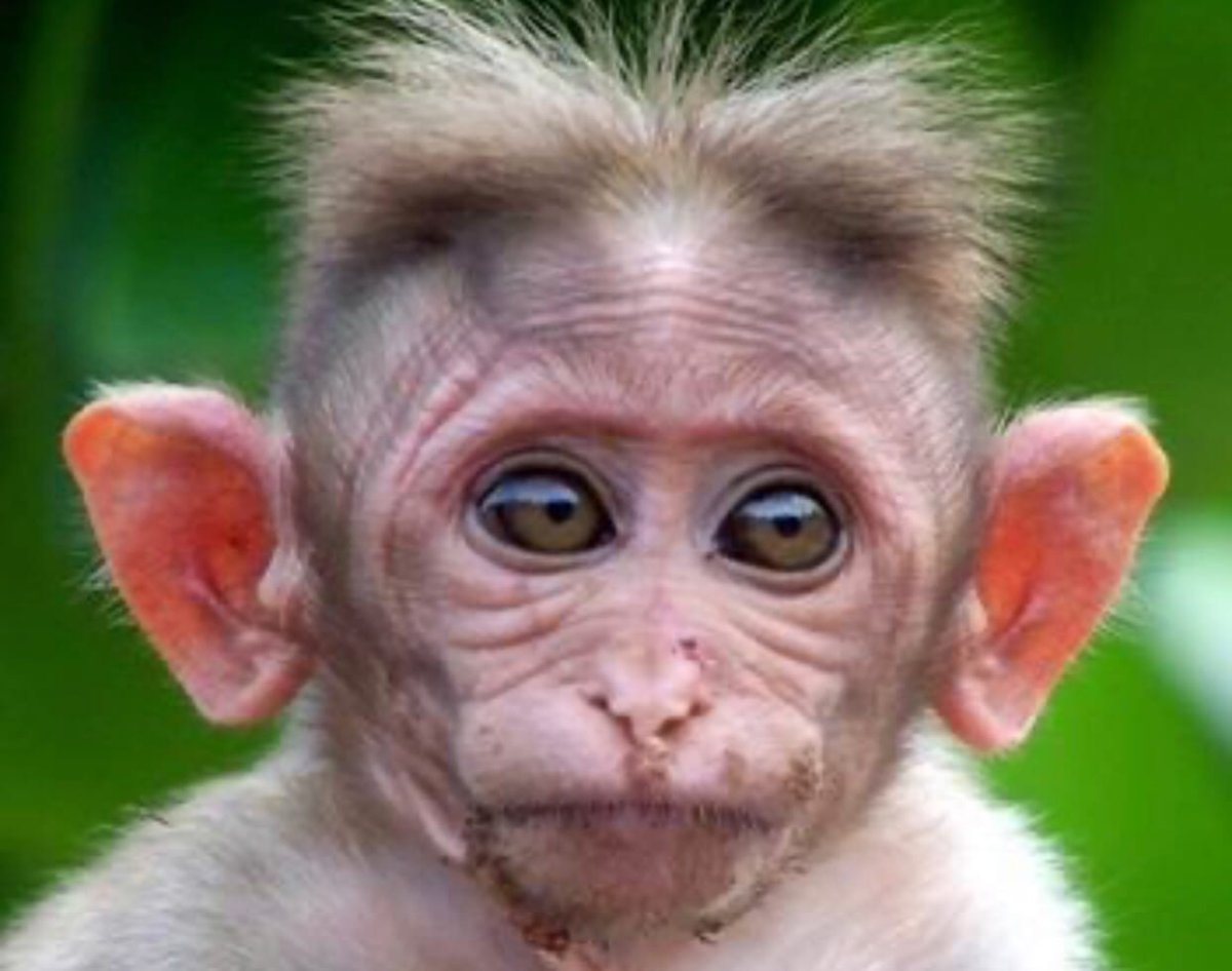 Павиан Наруто селфи