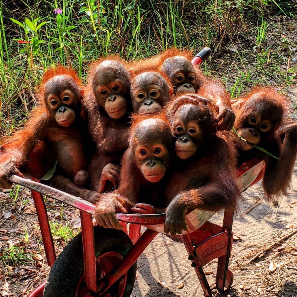 Обиженная обезьяна