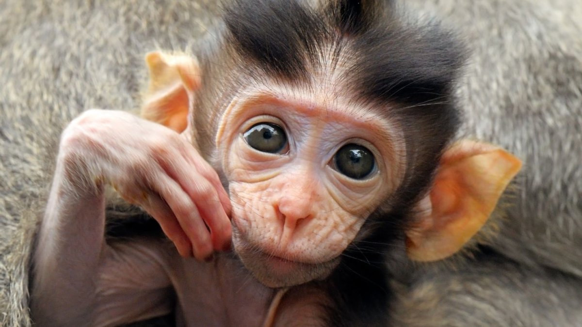 Забавные картинки на аватарку