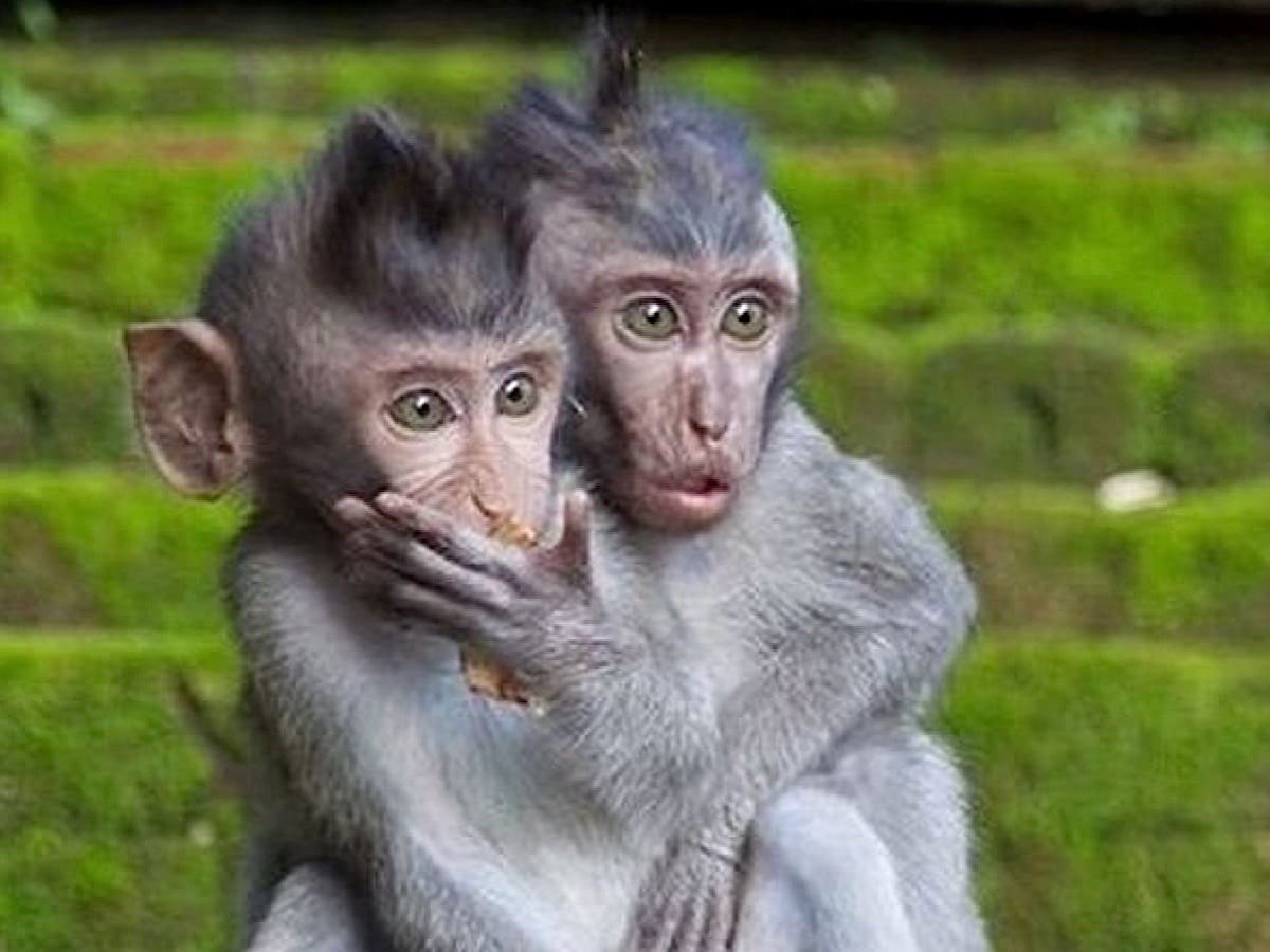 Прикольные обезьянки