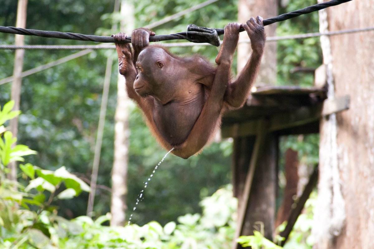 Обезьяна на ветке