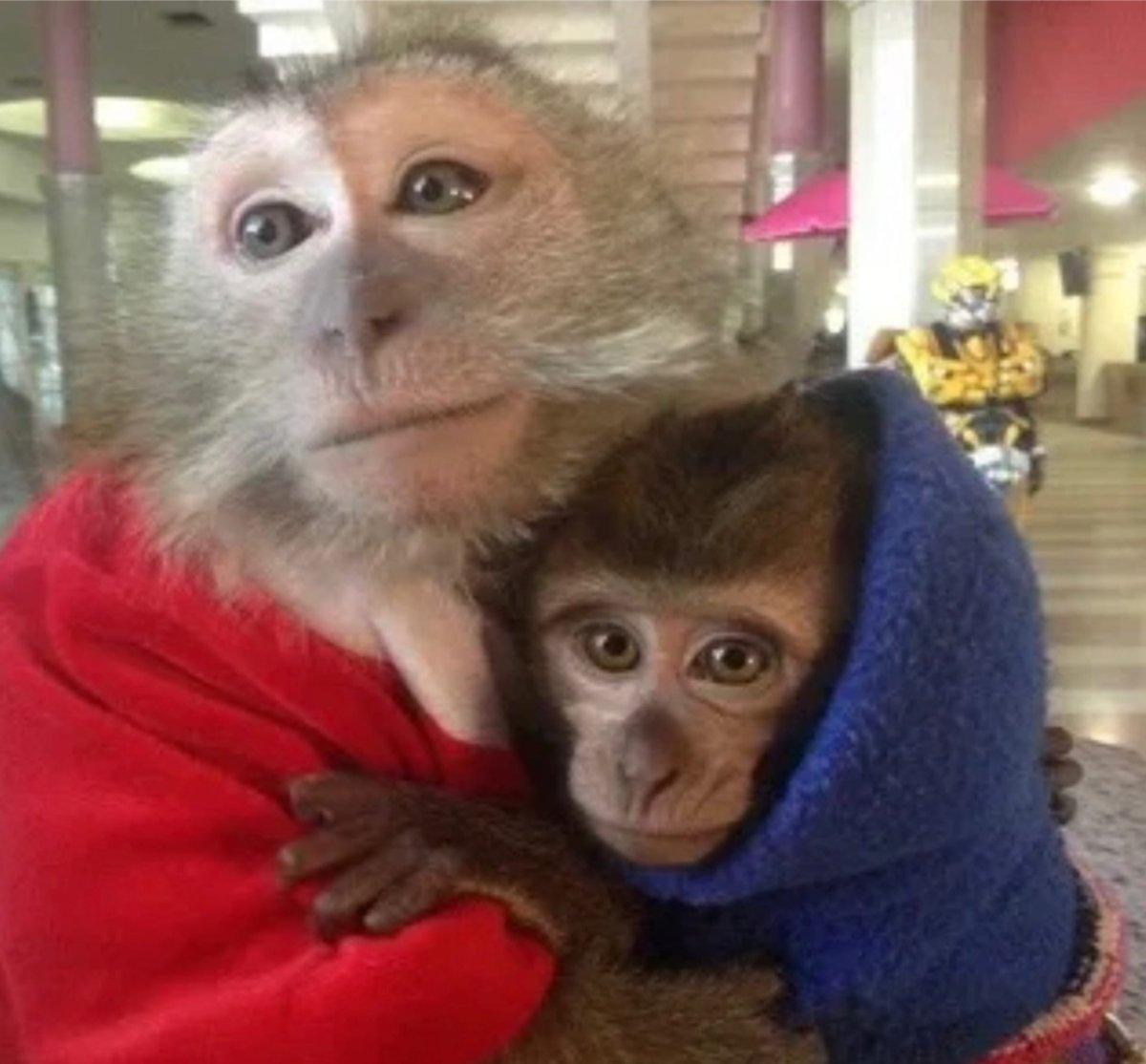Смешные животные обезьяны
