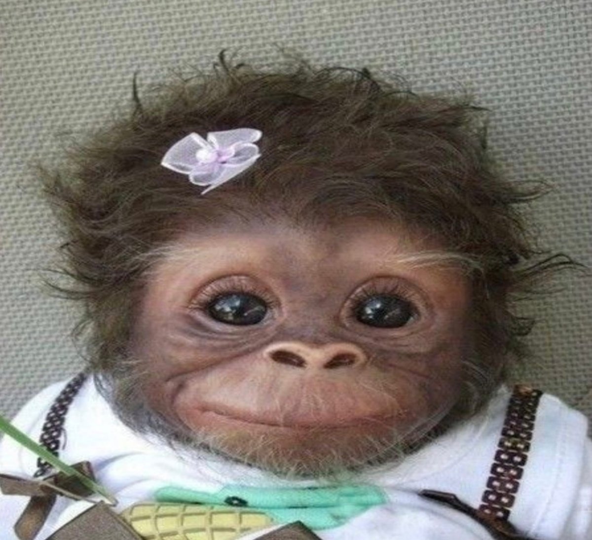 Спящие обезьянки