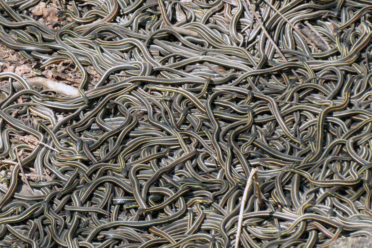 Змеи Гвидо Мокафико