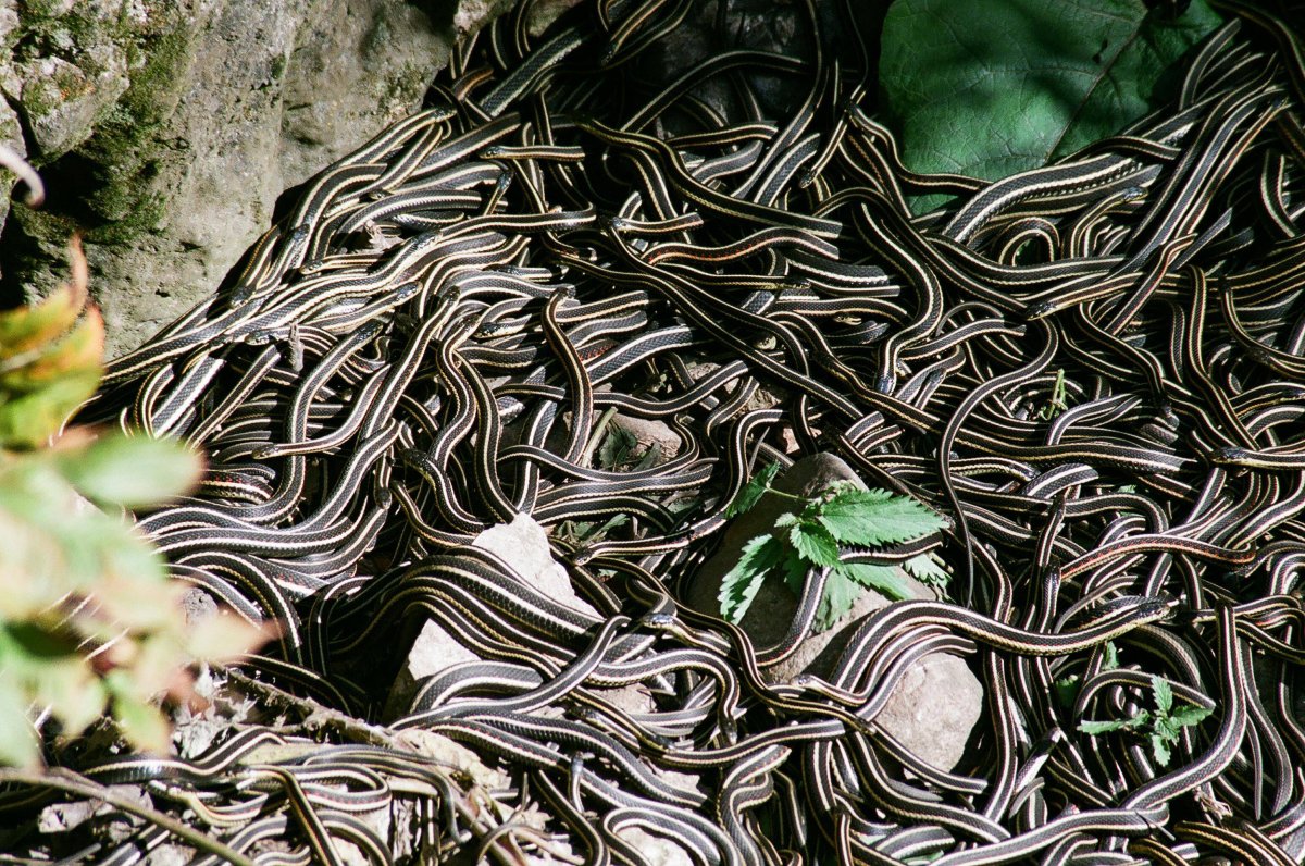 Ядовитая змея Гюрза