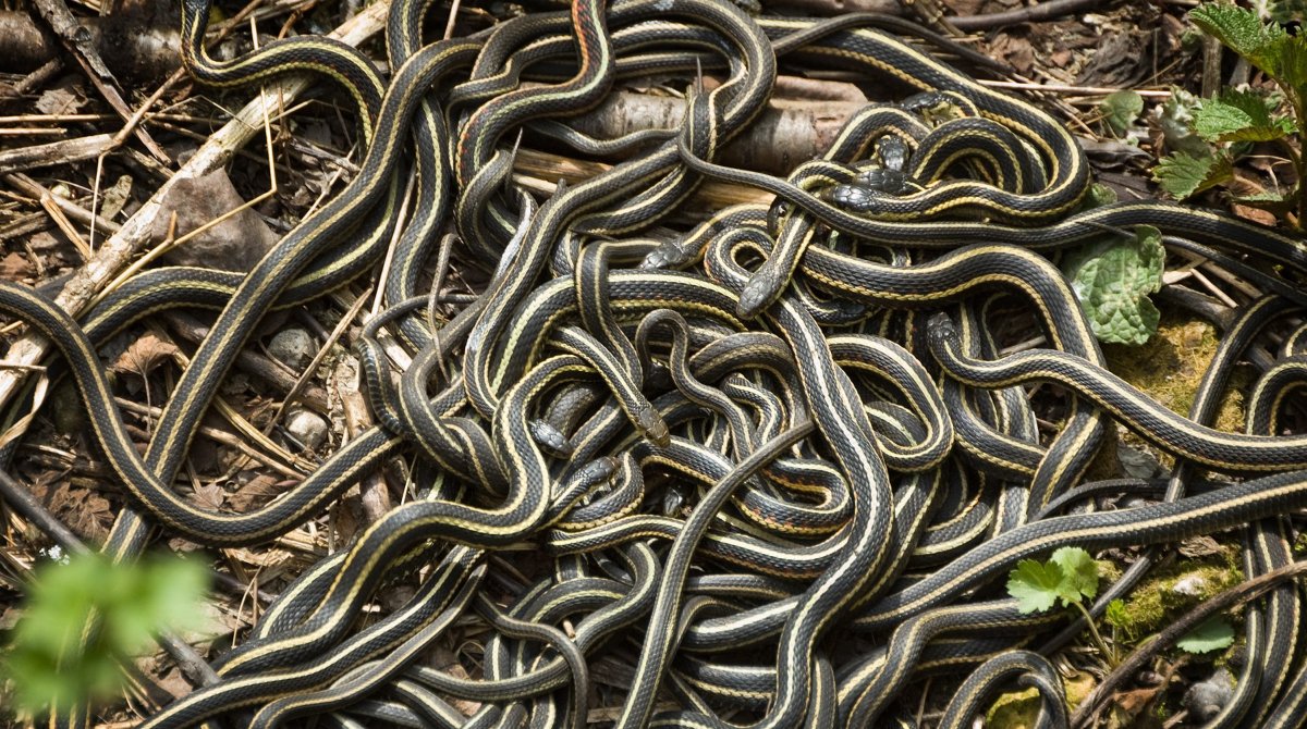 Змеиное кубло