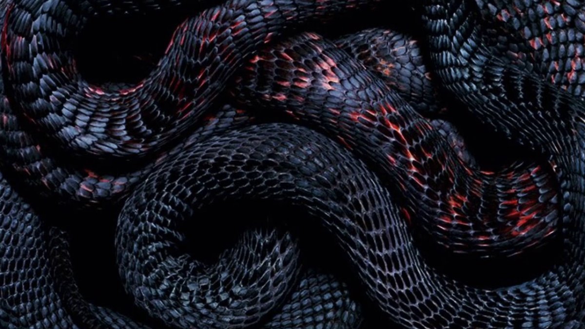 Живородящая змея гадюка